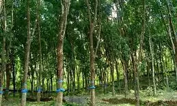 Abia Govt. set to revive its moribund farm estates Abia Govt. set to revive its moribund farm estates