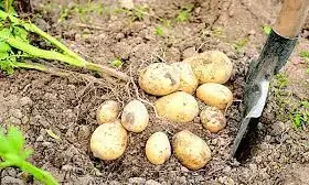 Farmers protest exclusion from FG’s  5-year plan on Irish potatoes