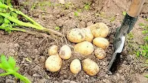 Farmers protest exclusion from FG’s  5-year plan on Irish potatoes