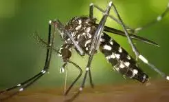 Resistance to anti-malaria drugs not rising in Nigeria, says Expert