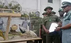 Customs intercepts 105 wild birds worth N24m in Badagry