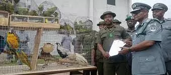 Customs intercepts 105 wild birds worth N24m in Badagry