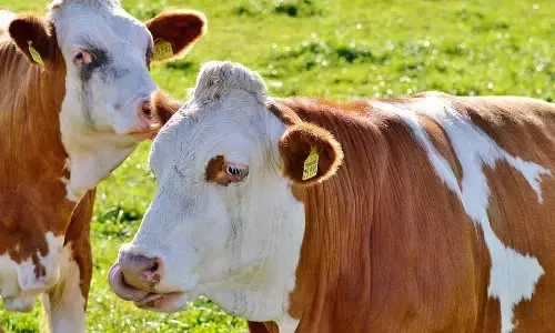Don advocates Artificial Insemination in cattle to improve animal breeding