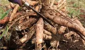 Africa cassava conference will boost production - FG