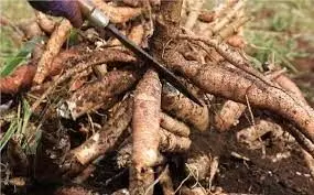 Africa cassava conference will boost production - FG