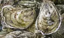 Oysters hoped to improve water quality, boost marine life in Belfast