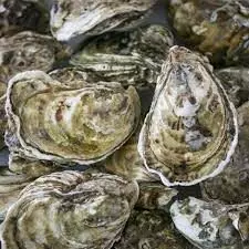 Oysters hoped to improve water quality, boost marine life in Belfast