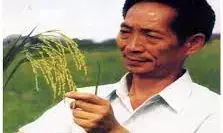 Dream of father of hybrid rice takes root in Africa