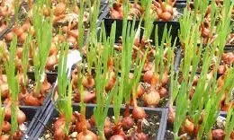 Enugu Govt to boost onion production to reduce high cost