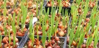 Enugu Govt to boost onion production to reduce high cost