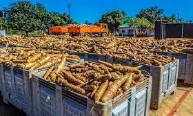 Modern cassava processing plant will create 1,000 jobs in Ondo – FG Modern cassava processing plant will create 1,000 jobs in Ondo – FG