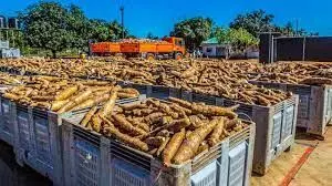 Modern cassava processing plant will create 1,000 jobs in Ondo – FG