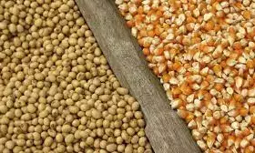 Poultry farmers want FG to halt maize, soybeans export