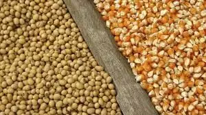 Poultry farmers want FG to halt maize, soybeans export