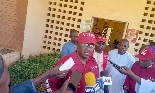 NDLEA arrests suspected indian hemp farmer in Sokoto