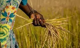 Rainfall pattern, others affect cost of local rice – Sanwo-Olu’s aide Rainfall pattern, others affect cost of local rice – Sanwo-Olu’s aide