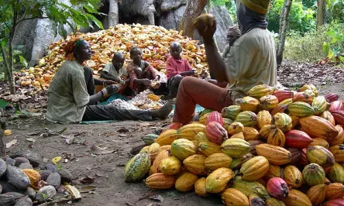 C’River ‘ll become largest cocoa producer in Nigeria soon – CFAN President