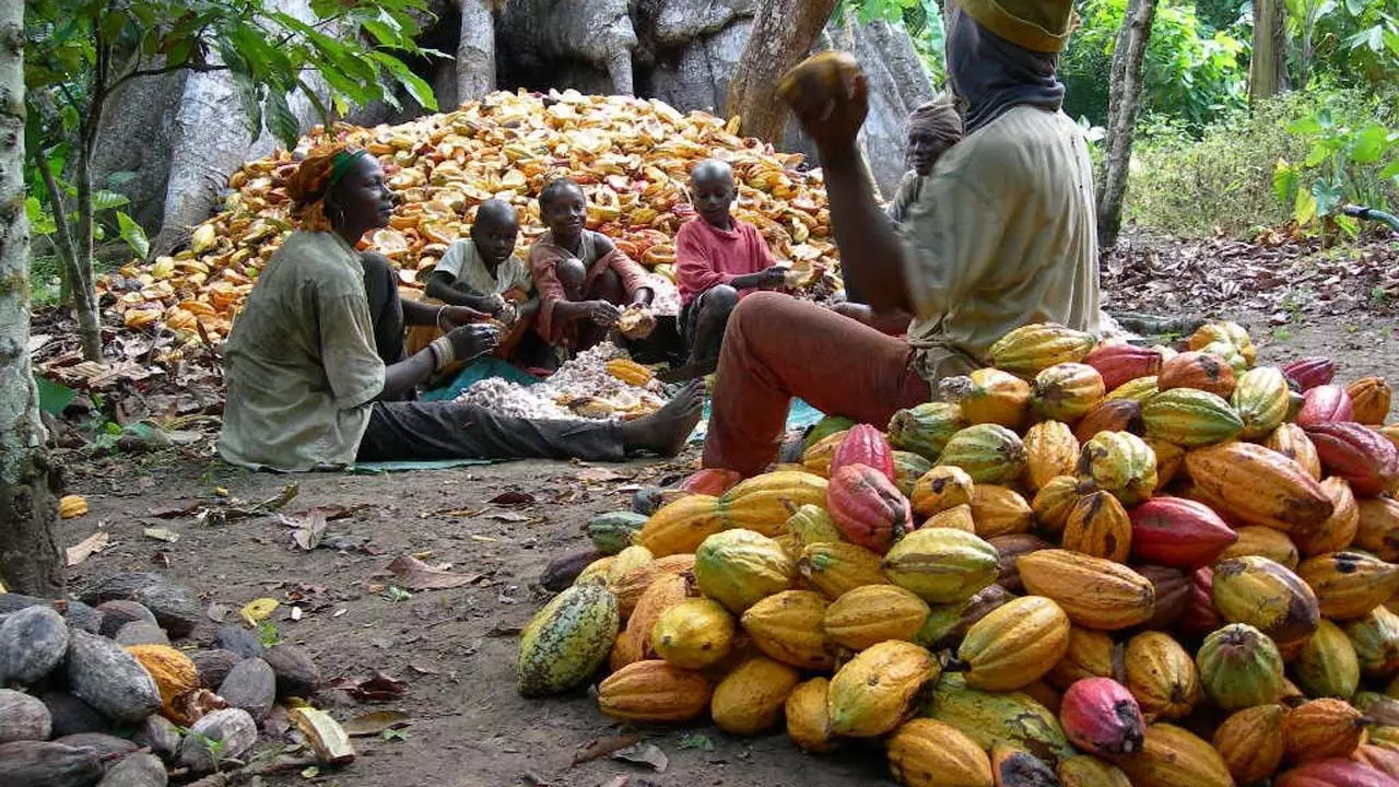 C’River ‘ll become largest cocoa producer in Nigeria soon – CFAN President C’River ‘ll become largest cocoa producer in Nigeria soon – CFAN President