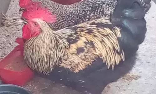 Chicken likely out of menu for Christmas – Consumers, sellers