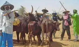 Miyetti Allah condemns Plateau killing