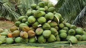 Rivers community to embark on commercial Coconut Farming