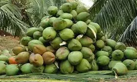 Rivers community to embark on commercial Coconut Farming