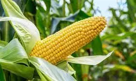 FG approves release of new maize variety, ‘Tela Maize’ for cultivation