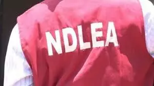 NDLEA seizes Italy-bound hard drugs and “Canadian Loud” in Lagos