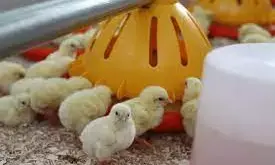 Cost of birds: PAN recommends more hatcheries in geopolitical zones