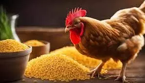 Poultry farmers groan as feed prices soar