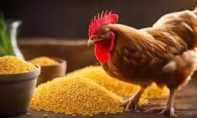 Poultry farmers groan as feed prices soar