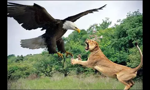 Can Super Eagles tame Indomitable Lions?