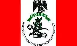 NDLEA arrest 198 suspects, dismantles 21 illicit ”drug joints” in Kano NDLEA arrest 198 suspects, dismantles 21 illicit ”drug joints” in Kano