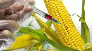 GMO crops not national security, biotech terrorism threats — BSN