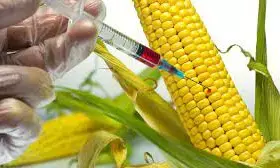GMO crops not national security, biotech terrorism threats — BSN