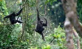 EU invests €1.5m in wildlife conservation in Cross River