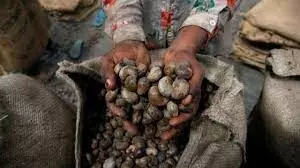Kogi cashew farmers, buyers groan over alleged multiple taxation, harassment