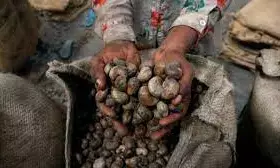 Kogi cashew farmers, buyers groan over alleged multiple taxation, harassment