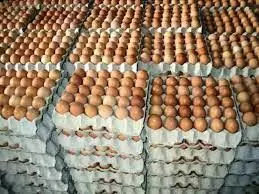 Poultry association blames rising cost of egg on forex, greed