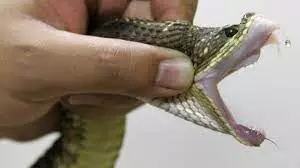 Kidnappers used poisonous snakes to terrorise us – Victims