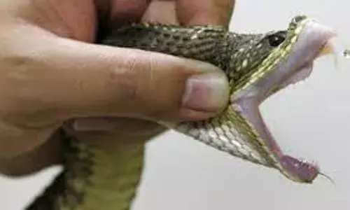 Kidnappers used poisonous snakes to terrorise us – Victims