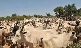 Troops reject N1.5m bribe from alleged cattle rustlers