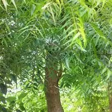 Unilorin don invents mosquito repellent cream from neem plant