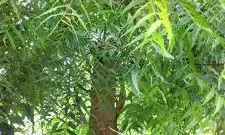 Unilorin don invents mosquito repellent cream from neem plant