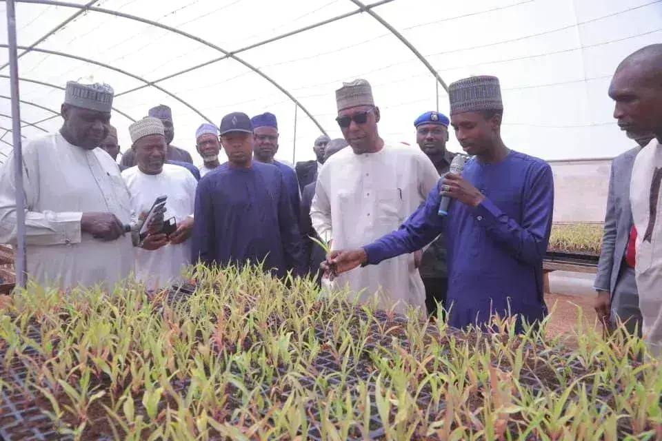 Borno Govt targets export of sesame, other cash crops
