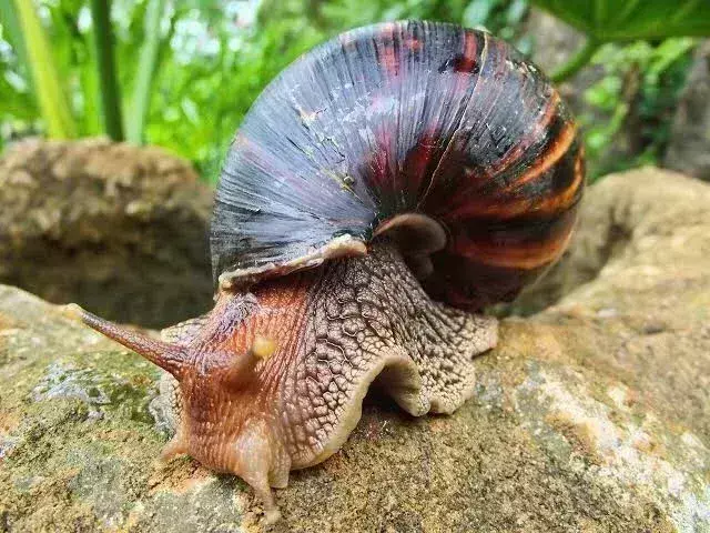 How farmers can make profit from snail value chain – Experts