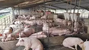 Oyo state govt. supports pig farmers with feeds, disinfectants