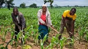 Government moblises farmers nationwide for wet season farming—NAN survey