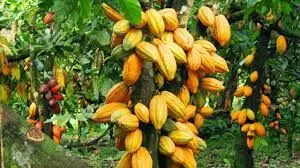 Court restrains Cross River Govt from evicting allottees of cocoa estate