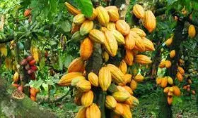 Court restrains Cross River Govt from evicting allottees of cocoa estate